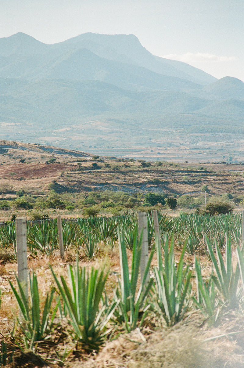 The Story of Tepache: A De La Calle Film
