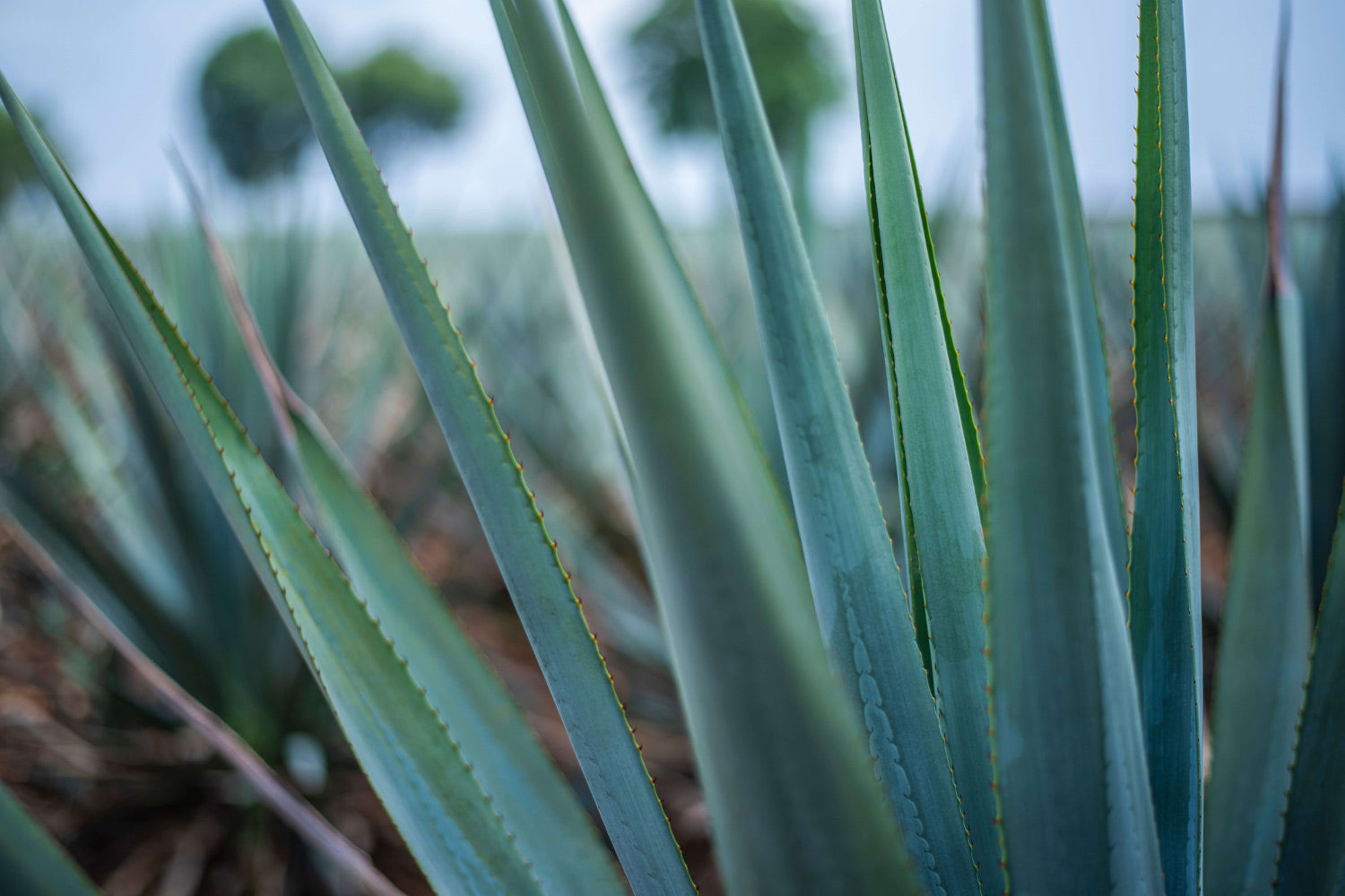 Agave Inulin | What Are The Benefits? | De La Calle  De La Calle - Tepache