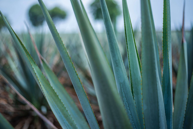 Agave Inulin: What Are the Benefits?