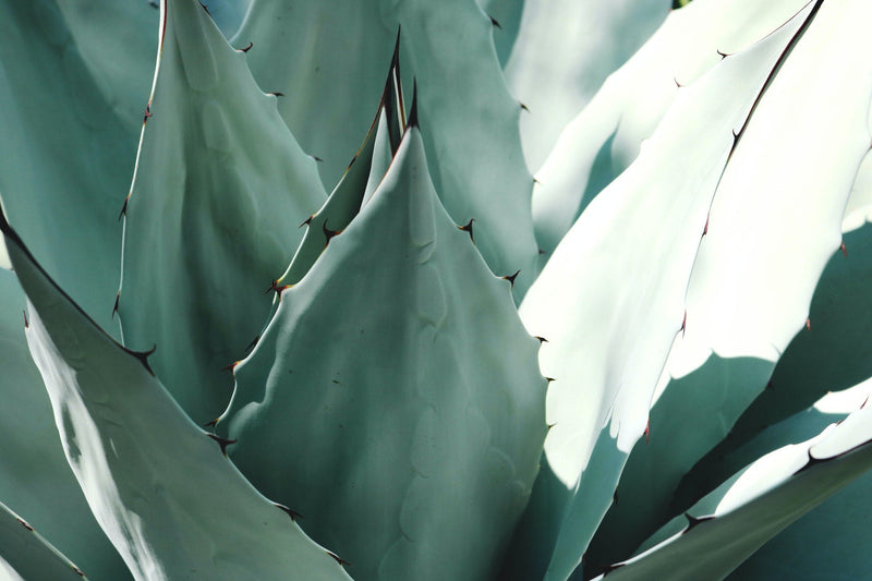 What is Agave: Calories, Nutrition Facts, and More